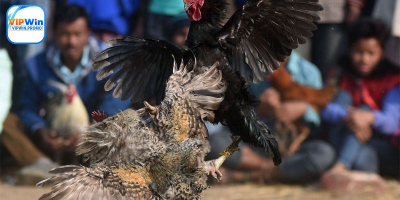Đá gà thomo - Hình thức đá gà VIPWIN nổi tiếng đã được khẳng định